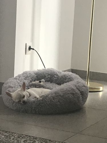 Customer photo review of Lit Apaisant Comfy® |  Pour Chien et Chat