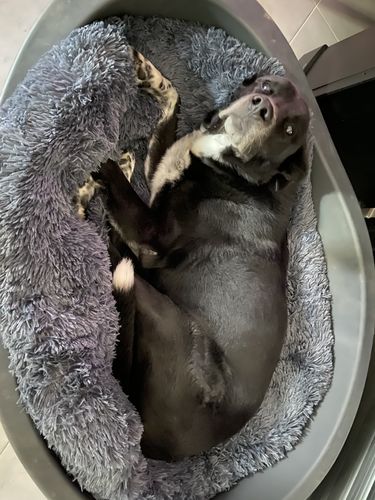 Customer photo review of Lit Apaisant Comfy® |  Pour Chien et Chat