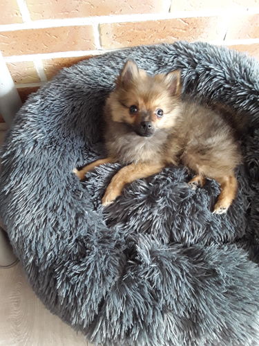 Customer photo review of Lit Apaisant Comfy® |  Pour Chien et Chat