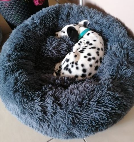 Customer photo review of Lit Apaisant Comfy® |  Pour Chien et Chat