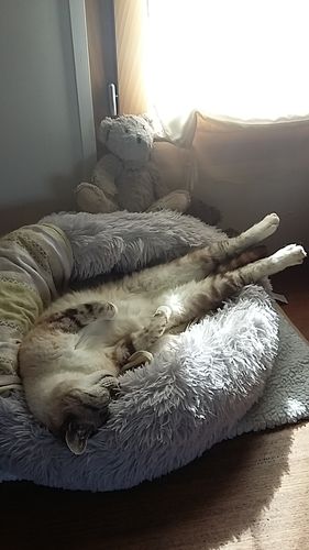 Customer photo review of Lit Apaisant Comfy® |  Pour Chien et Chat