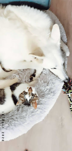 Customer photo review of Lit Apaisant Comfy® |  Pour Chien et Chat