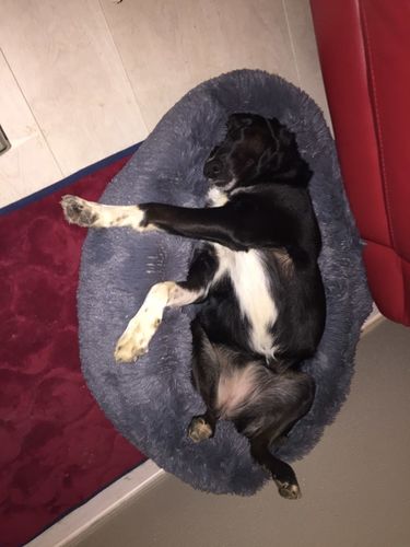 Customer photo review of Lit Apaisant Comfy® |  Pour Chien et Chat