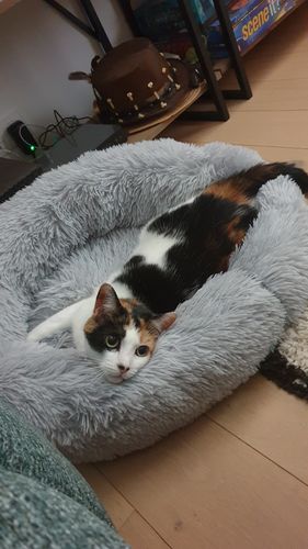 Customer photo review of Lit Apaisant Comfy® |  Pour Chien et Chat