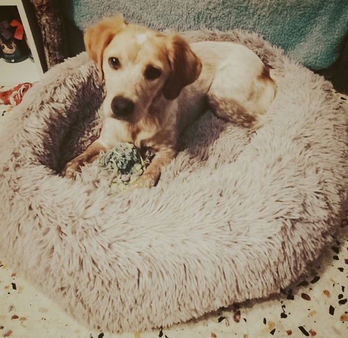 Customer photo review of Lit Apaisant Comfy® |  Pour Chien et Chat