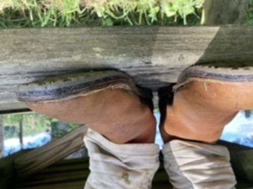 Customer photo review of Baxter - Natural Tan