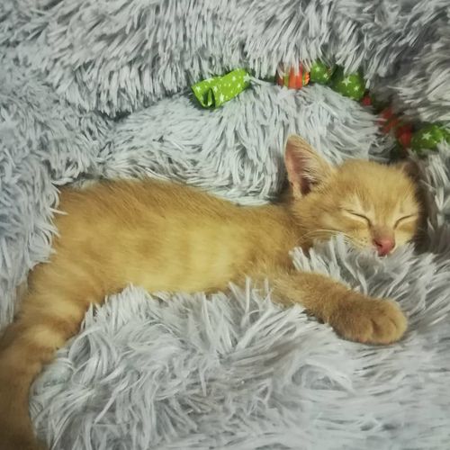 Customer photo review of Lit Apaisant Comfy® |  Pour Chien et Chat
