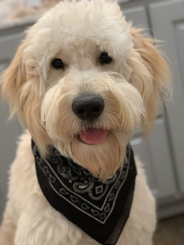 Human of Beloved Pet Customized T-shirt photo review