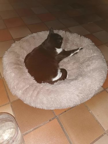 Customer photo review of Lit Apaisant Comfy® |  Pour Chien et Chat