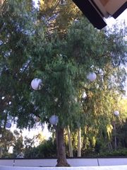 Customer photo review of 16" White Shimmering Nylon Lantern, Even Ribbing, Durable, Hanging