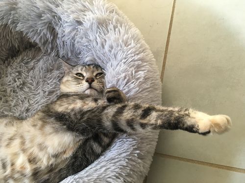 Customer photo review of Lit Apaisant Comfy® |  Pour Chien et Chat