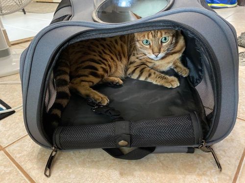 Customer photo review of TheCatBag™ - Katten Rugtas