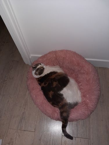 Customer photo review of Lit Apaisant Comfy® |  Pour Chien et Chat