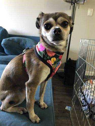 Customer photo review of Floral girl dog harness vest/ rifle paper co