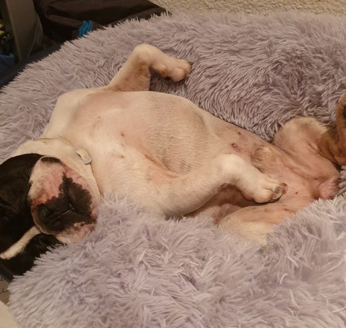 Customer photo review of Lit Apaisant Comfy® |  Pour Chien et Chat