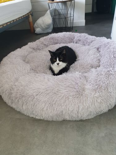 Customer photo review of Lit Apaisant Comfy® |  Pour Chien et Chat