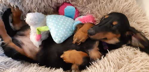 Customer photo review of Lit Apaisant Comfy® |  Pour Chien et Chat