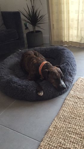 Customer photo review of Lit Apaisant Comfy® |  Pour Chien et Chat