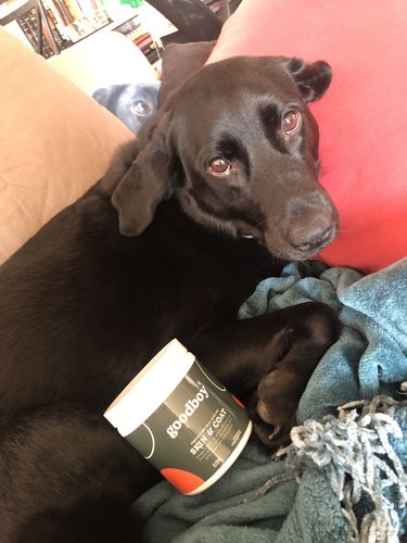 Customer photo review of Skin and Coat Formula