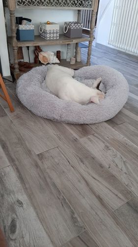 Customer photo review of Lit Apaisant Comfy® |  Pour Chien et Chat