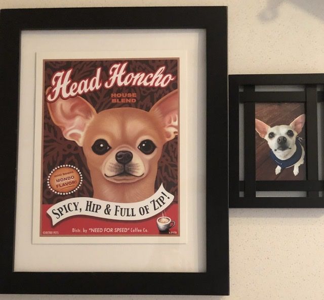 Customer photo review of Chihuahua Art, Chihuahua Gifts, Chihuahua Wall Art, Head Honcho Coffee | Retro Pets