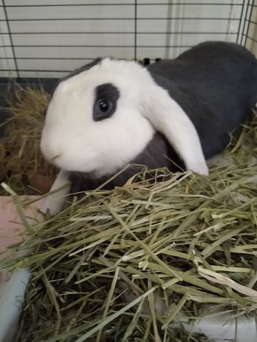 Customer photo review of Timothy Hay Box