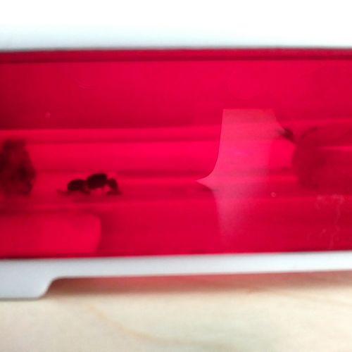 Customer photo review of Messor barbarus colony