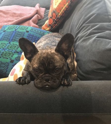 Customer photo review of Tips & Toes - Nose and Paw Balm