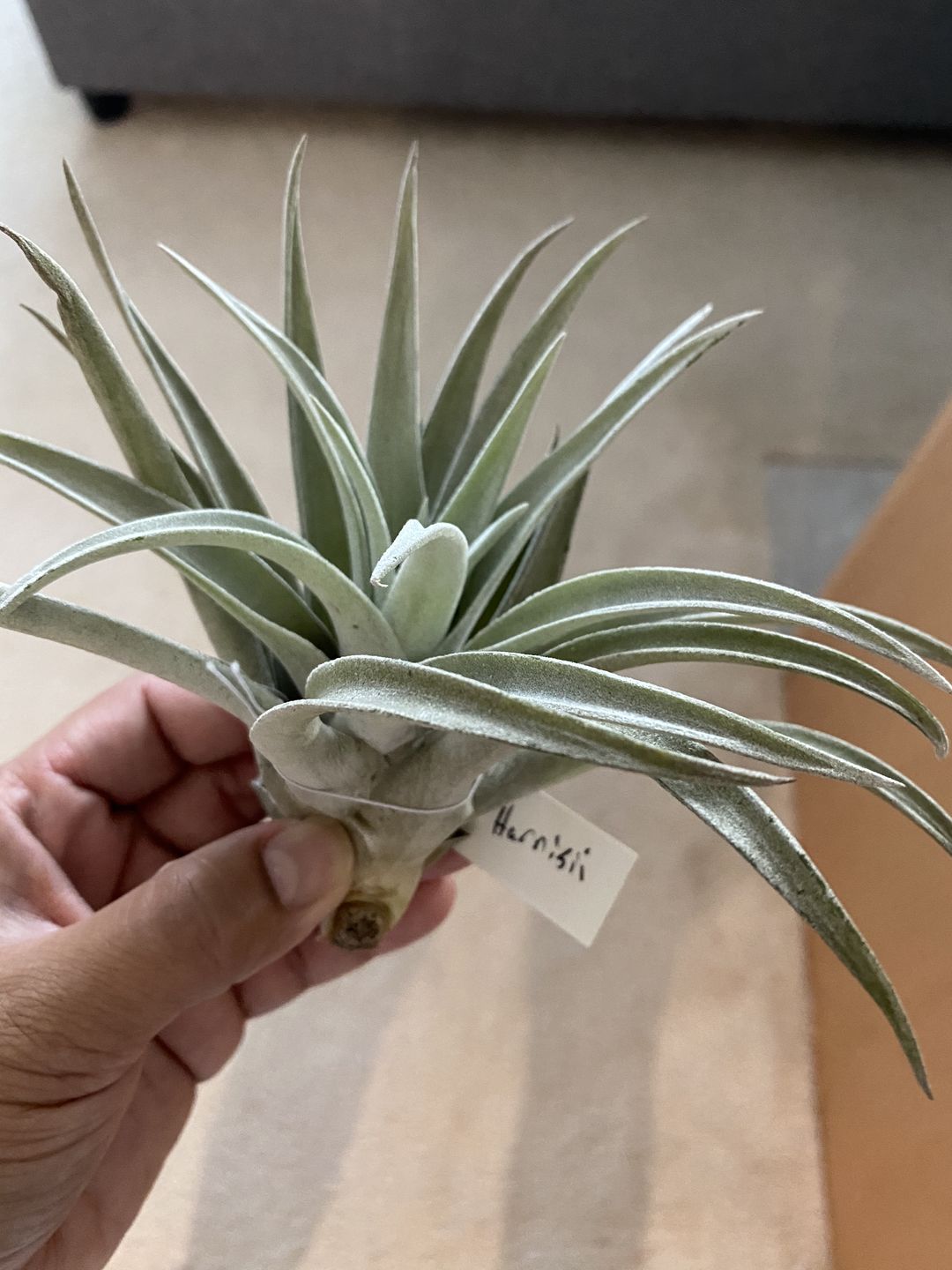 Customer photo review of Harrisii  (Easy Care Plant)  *Cannot Be Shipped Internationally*
