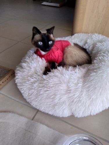 Customer photo review of Lit Apaisant Comfy® |  Pour Chien et Chat