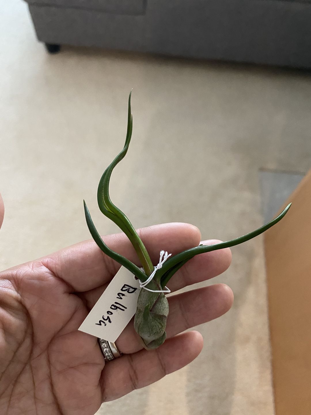 Customer photo review of Bulbosa