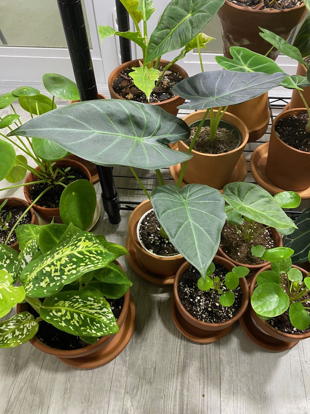 Customer photo review of 4" Alocasia Regal Shield