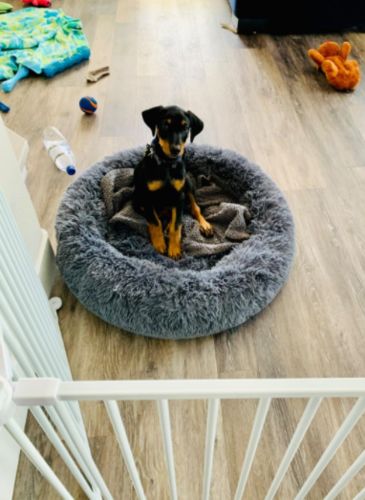 Customer photo review of Calming Dog Bed with Removable Cover