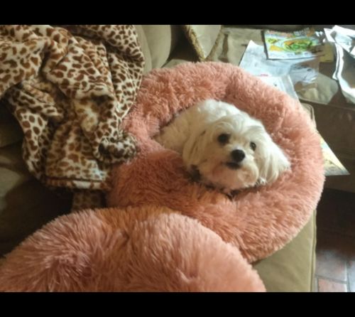 Customer photo review of Calming Dog Bed with Removable Cover