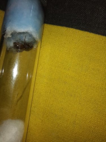 Customer photo review of Lasius niger colony
