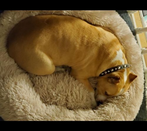 Customer photo review of Calming Dog Bed with Removable Cover