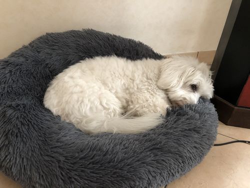 Customer photo review of Lit Apaisant Comfy® |  Pour Chien et Chat