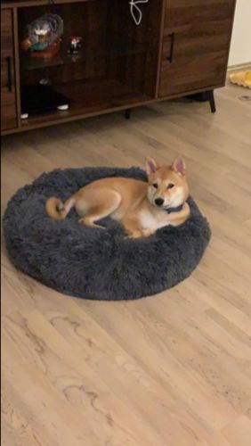 Customer photo review of Calming Dog Bed with Removable Cover