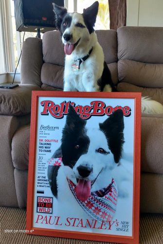 Customer photo review of Posing Pig Custom Print