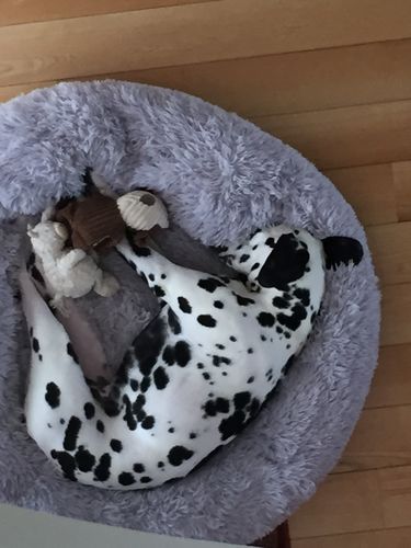 Customer photo review of Lit Apaisant Comfy® |  Pour Chien et Chat