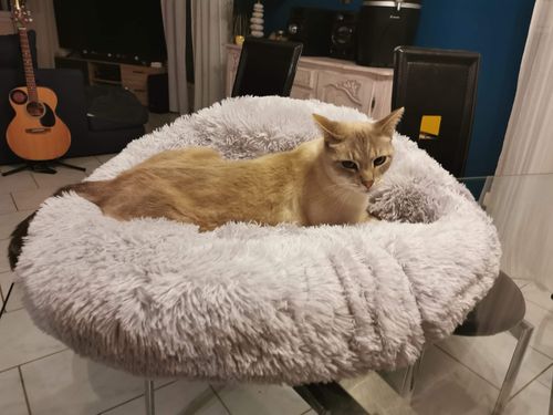 Customer photo review of Lit Apaisant Comfy® |  Pour Chien et Chat