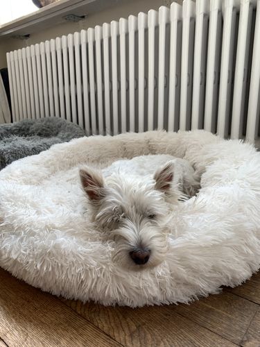 Customer photo review of Lit Apaisant Comfy® |  Pour Chien et Chat