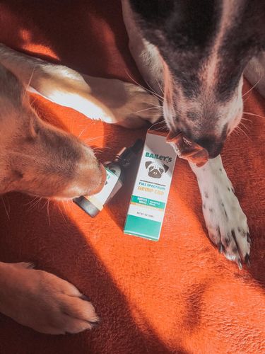 Customer photo review of Bailey's Full Spectrum Hemp Oil For Dogs w/ 300MG Naturally Occurring CBD
