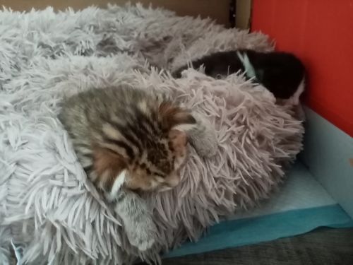 Customer photo review of Lit Apaisant Comfy® |  Pour Chien et Chat