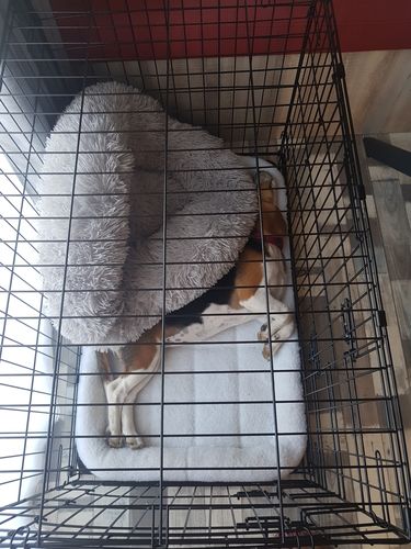 Customer photo review of Lit Apaisant Comfy® |  Pour Chien et Chat