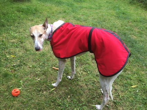 Customer photo review of Microfibre Greyhound Dog Coat Winter Wear