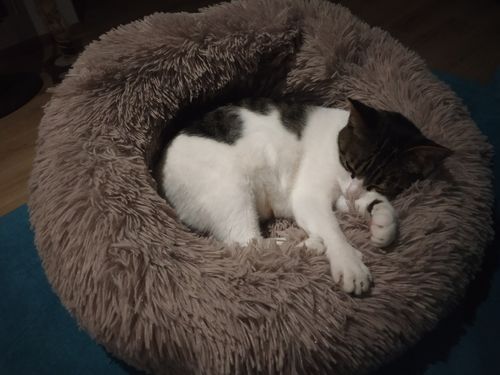 Customer photo review of Lit Apaisant Comfy® |  Pour Chien et Chat