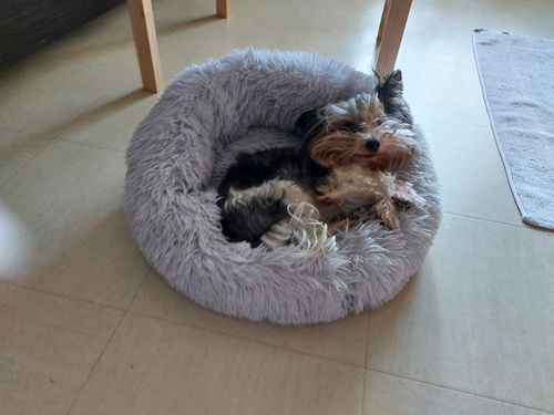 Customer photo review of Lit Apaisant Comfy® |  Pour Chien et Chat