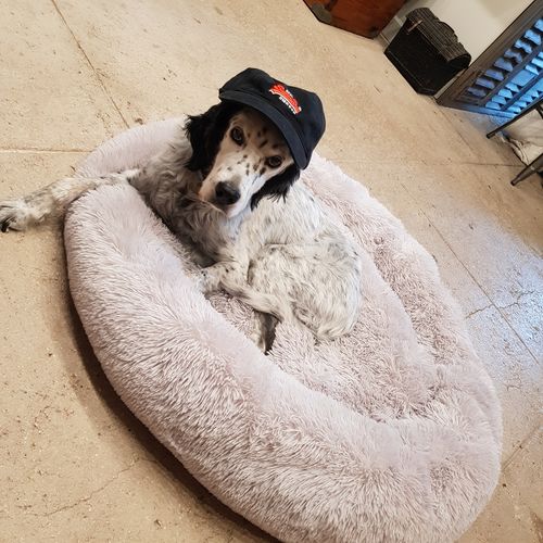 Customer photo review of Lit Apaisant Comfy® |  Pour Chien et Chat