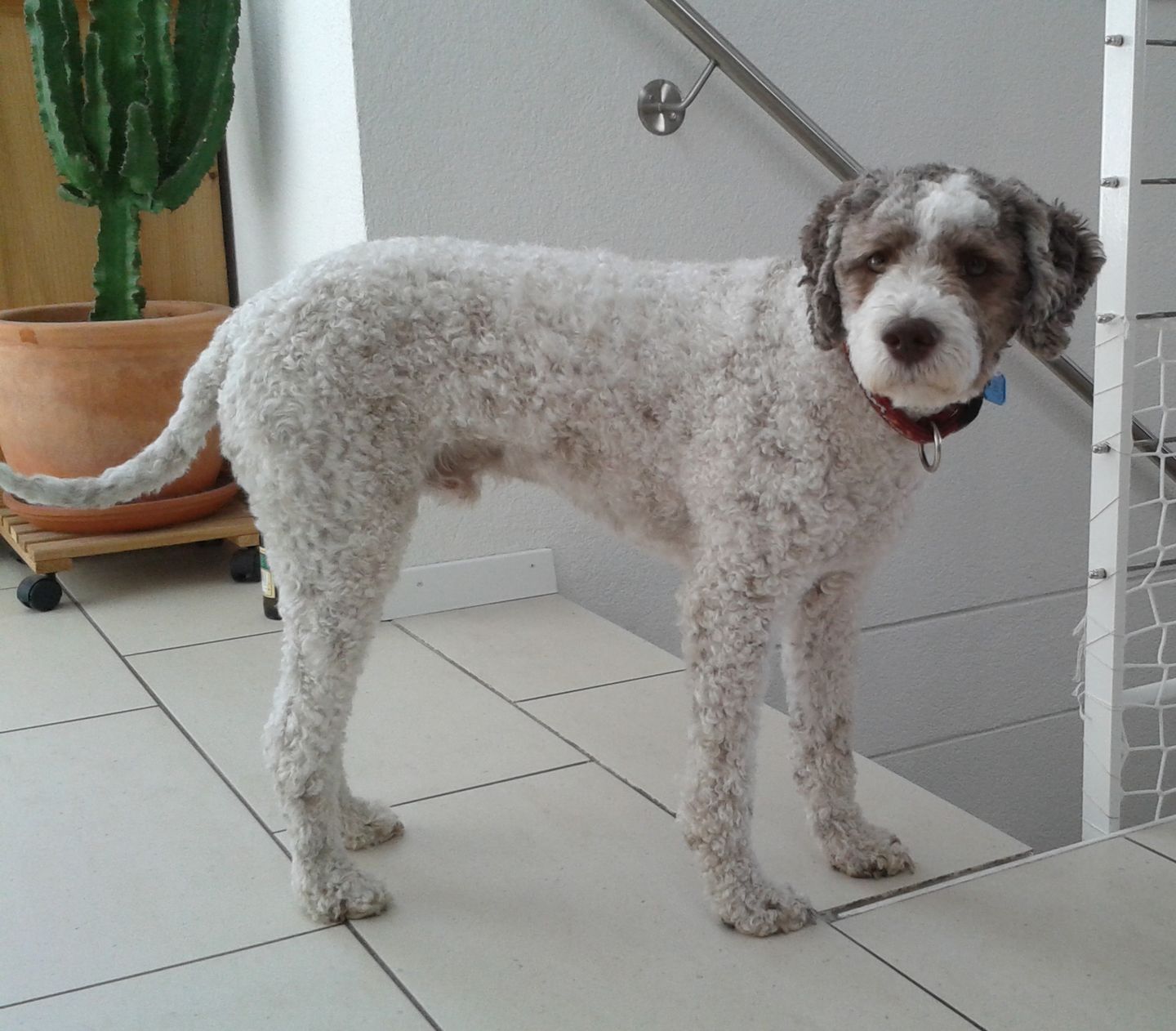 Customer photo review of Hundekekse - Apfel-Fenchel - 2 mg CBD - Total 480 mg CBD (vegan)